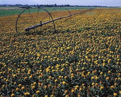 Landsat Impedes Crop Insurance Fraud
