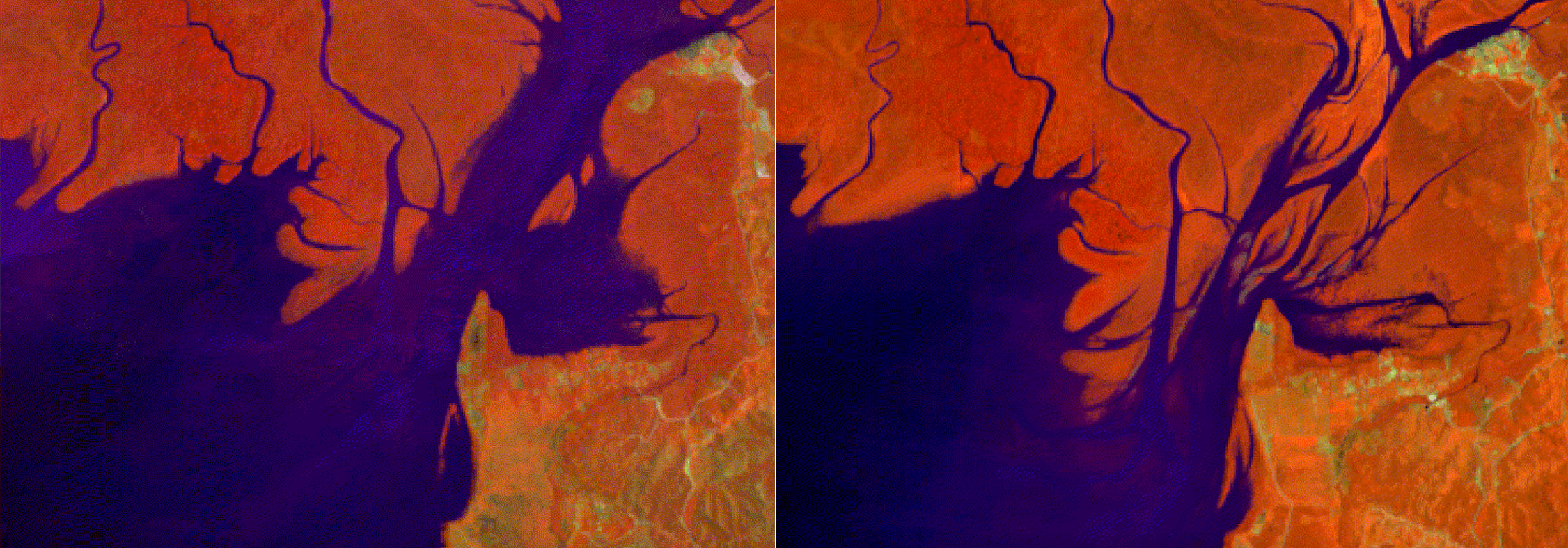 NASA Satellites Show Mangrove Forest Rebound