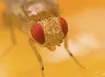 Fruit Flies on the International Space Station