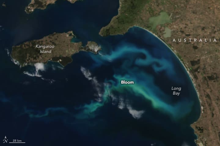 An Ocean in Bloom