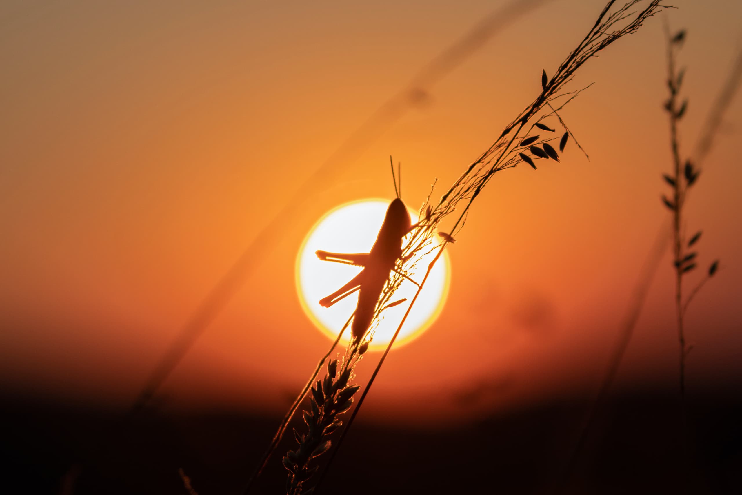 The Eclipse Soundscapes Project