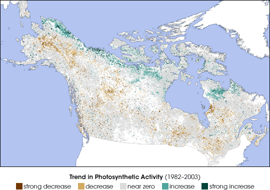 Northern Forest Affected by Global Warming