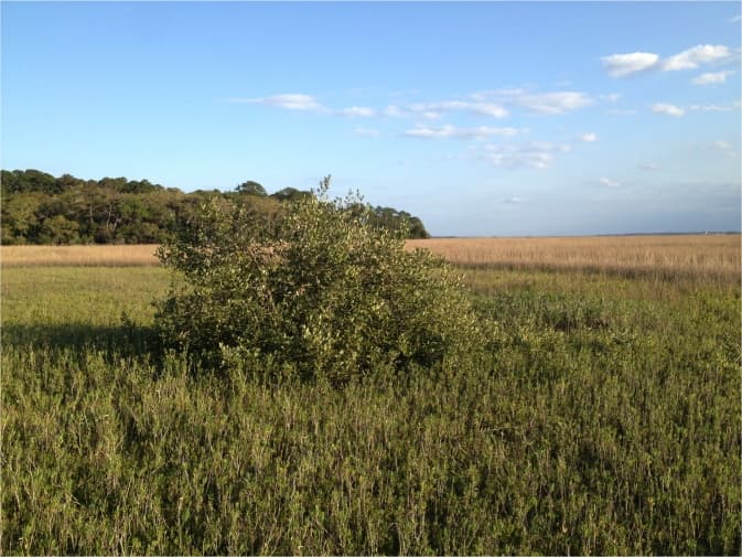 Landsat Satellite Sees Florida Mangroves Migrate North