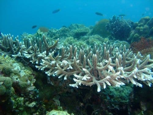 Mapping the Decline of Coral Reefs