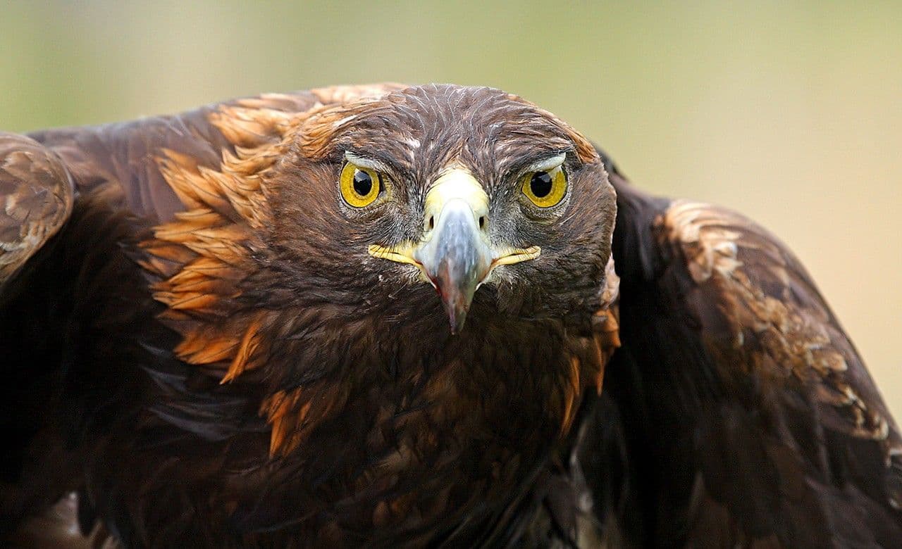 NASA Science Supports Golden Eagles on the Move