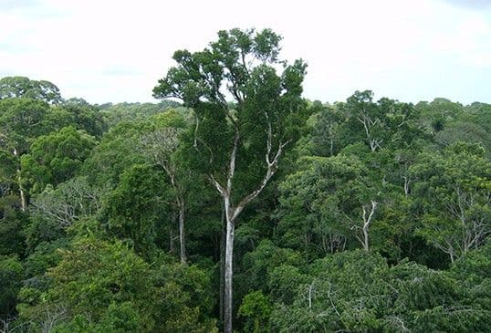Amazon inhales more carbon than it emits, NASA finds