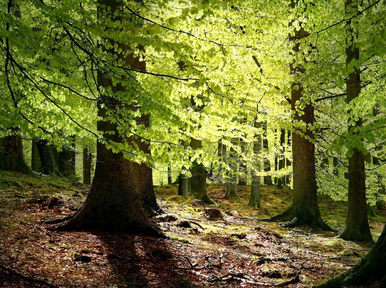 NASA Teams with Forest Service to Tally America’s Oldest Trees