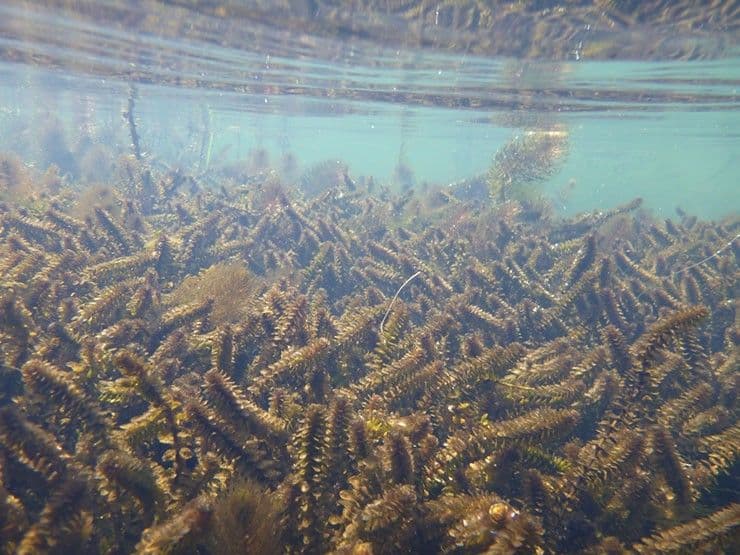 Forecasting the Future: How NASA Satellite Data Helps Trout Populations