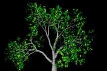 Modeling Earth’s Land Biosphere