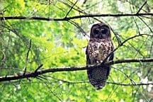 Spotting the Spotted Owl