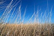 Grasslands Initiative
