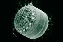 Polynyas, CO2, and Diatoms in the Southern Ocean