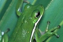 Where Frogs Live