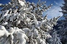 Snow Sleuths
