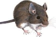 Hantavirus Risk Maps