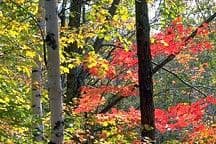 Seeing Leaves in a New Light