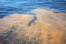 Hunting Dangerous Algae from Space