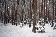The Migrating Boreal Forest