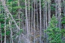 Rain Helps Carbon Sink