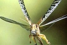 Locust!