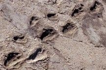 The Human Footprint