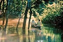 Fish in the Trees