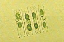 The Incredible Glowing Algae