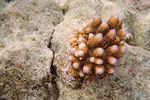 Humans and Climate Destroy Reef Ecosystem