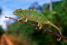 Uncovering Chameleons