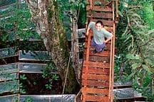Stealing Rain from the Rainforest