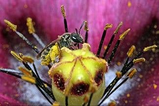 Buzzing about Climate Change