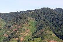 Can Earth’s Plants Keep up with Us?