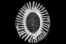 What is a Coccolithophore?