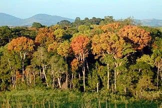 Seeing Forests for the Trees and the Carbon: Mapping the World’s Forests in Three Dimensions