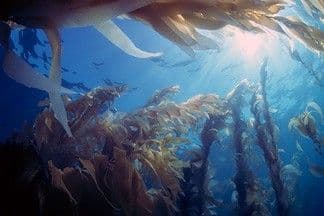 Finding Floating Forests: It Takes an Online Village to Map Massive Kelp