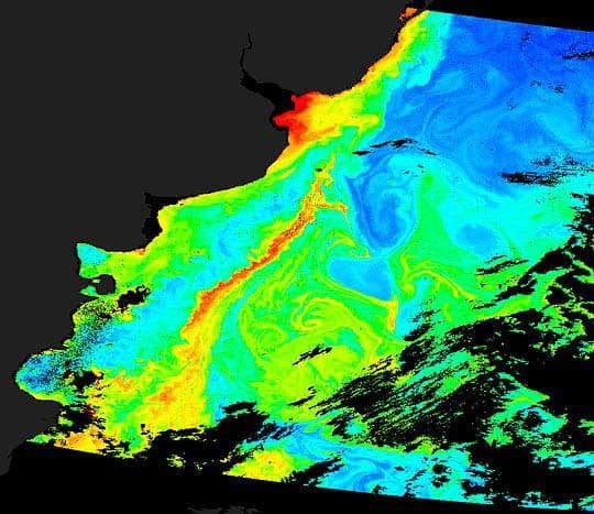 Phytoplankton near Argentina
