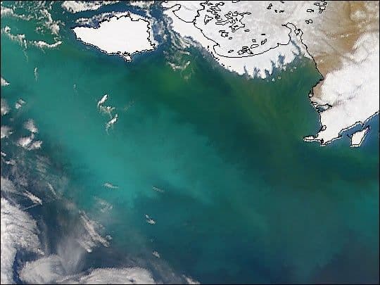 New Coccolithophore Bloom in Bering Sea