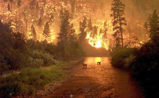 Bitterroot Inferno