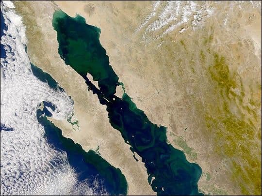 Phytoplankton in the Gulf of California