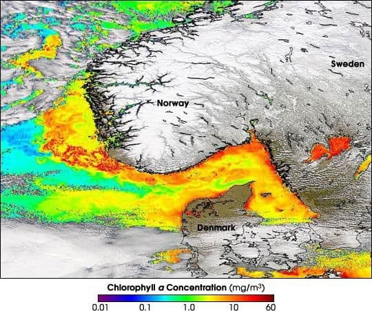 Toxic Bloom off the Coast of Norway