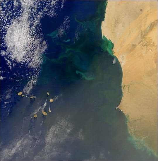 Phytoplankton Bloom off West Africa