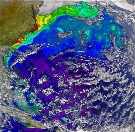 Gulf Stream in Bloom