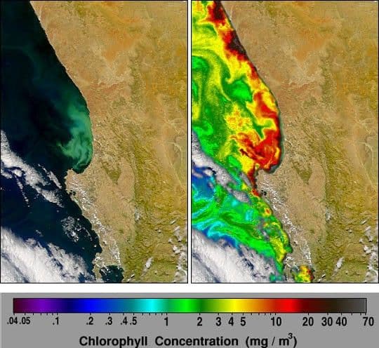 Phytoplankton off South African Coast