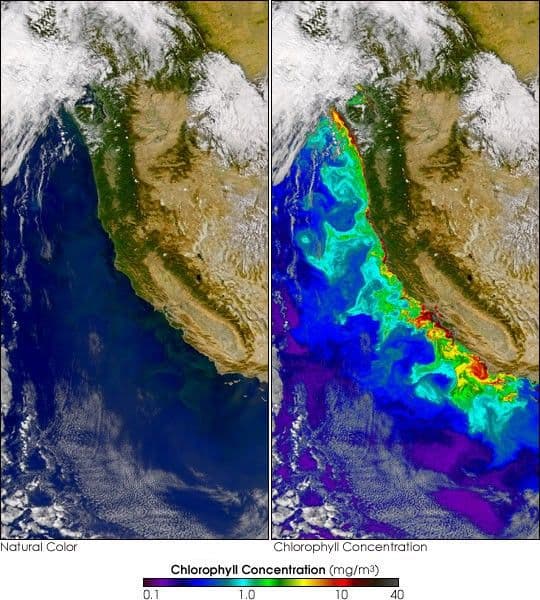 Chlorophyll Along U.S. West Coast