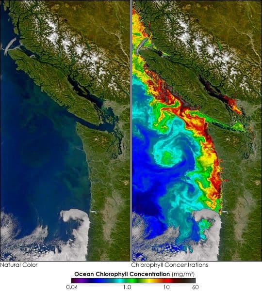 Toxic Algal Bloom off Washington