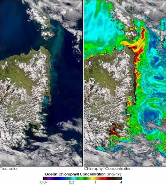 Algal Bloom off Tasmania