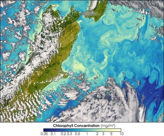 Subtropical Blooms in New Zealand Waters