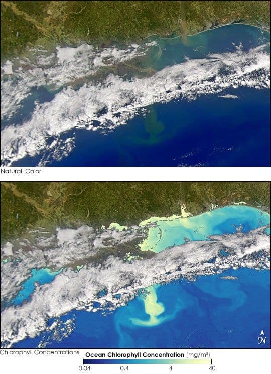 Phytoplankton Bloom in the Gulf of Mexico