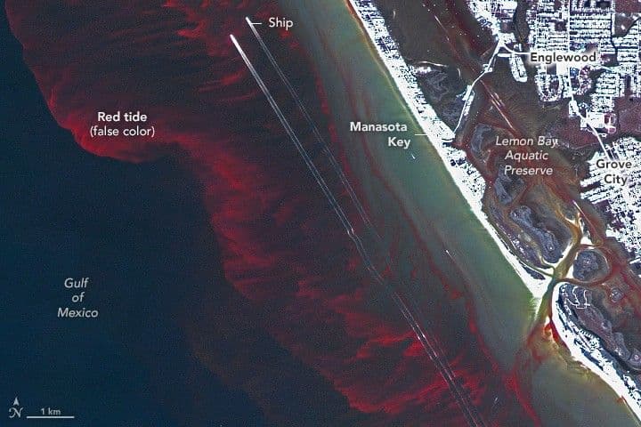 Putting the Red in “Red Tide”