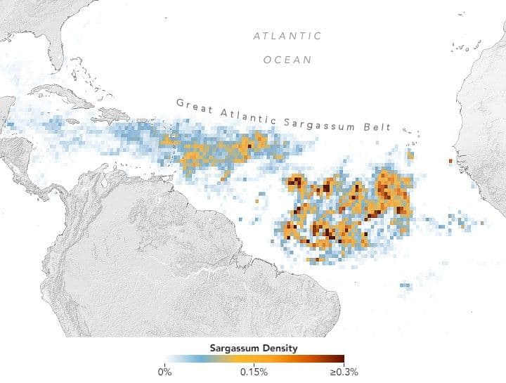 A Massive Seaweed Bloom in the Atlantic